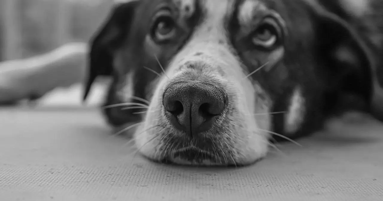 如何与k9犬系交互沟通技巧 一